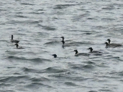 Common Merganser
