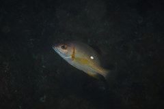 Star Snapper photo 2