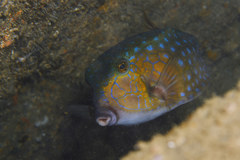 Ostracion immaculatum