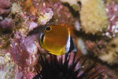 Chaetodon auripes