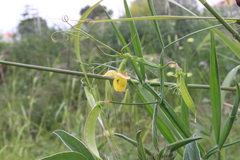Lathyrus annuus