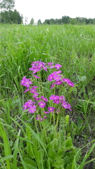 Primula cortusoides