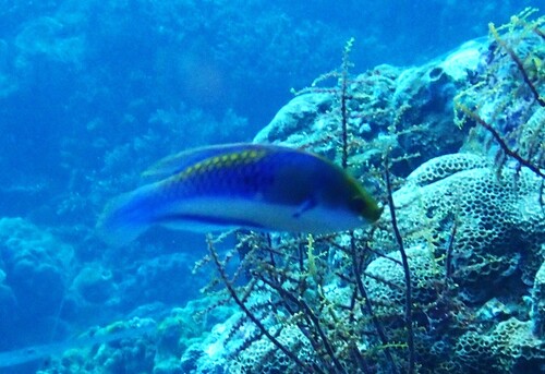 Cirrhilabrus cyanopleura observed 2026-10-07