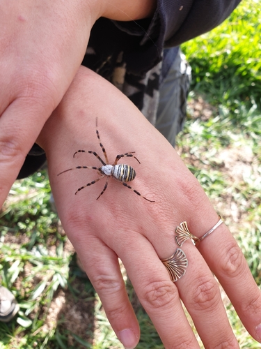 Wasp Spider
