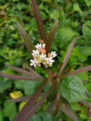 Asclepias nivea
