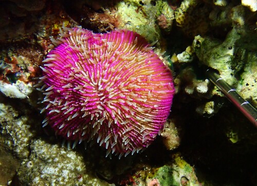 Fungia fungites observed 2026-10-07