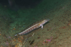 Parapercis xanthozona