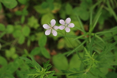 Geranium krameri