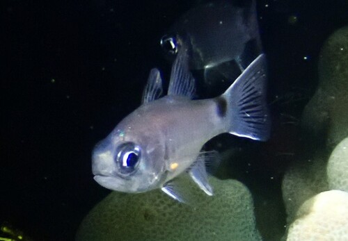 Nectamia savayensis observed 2026-10-07