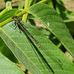 Pyrrhosoma