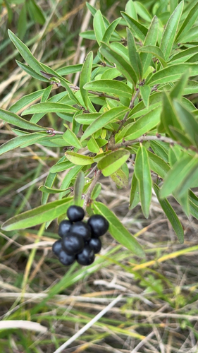 Common Privet