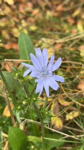 chicory