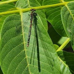 Pyrrhosoma