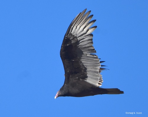 Turkey Vulture