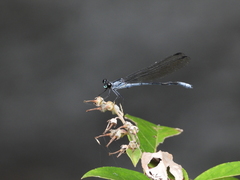 Bayadera brevicauda