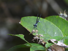 Bayadera brevicauda