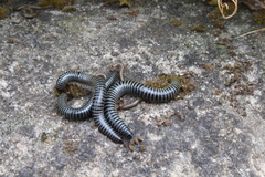 Ommatoiulus sabulosus aimatopodus