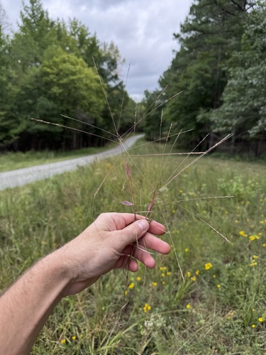 Gymnopogon brevifolius, 2026-09-24
