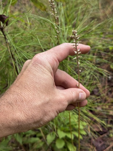 Aletris farinosa observed 2026-09-24