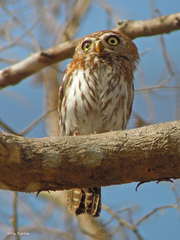 Glaucidium perlatum