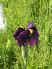 Iris ensata