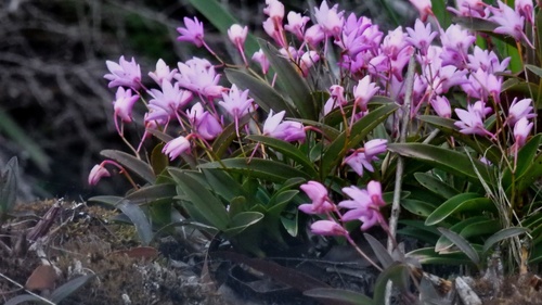 Dendrobium kingianum observed 2026-10-07