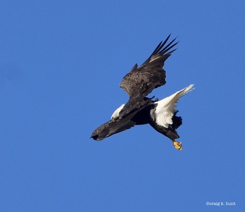 Bald Eagle