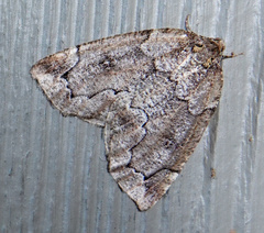 Spodolepis substriataria