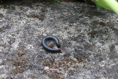 Ommatoiulus sabulosus aimatopodus