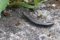 Ommatoiulus sabulosus aimatopodus