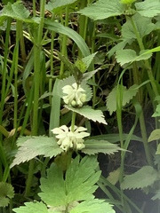 Lamium album