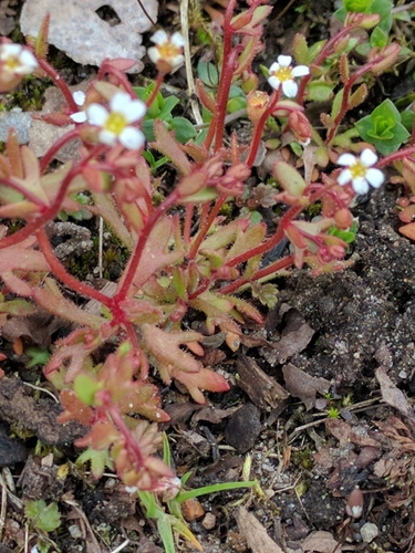Rue-leaved Saxifrage