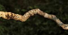 Pyrenacantha grandiflora