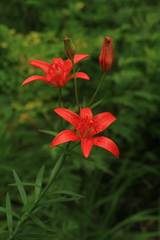 Lilium concolor partheneion