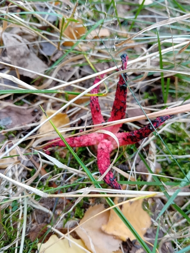 devil's-fingers