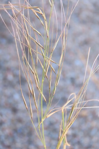 Stipagrostis uniplumis, 2026-09-27