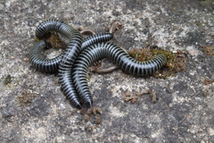 Ommatoiulus sabulosus aimatopodus