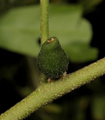 Pyrenacantha grandiflora