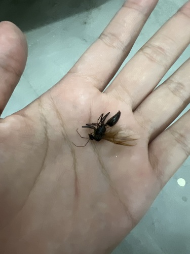 Giant Forest Ant