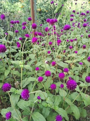 Gomphrena globosa observed 2026-10-08