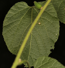 Pyrenacantha grandiflora