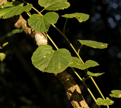 Pyrenacantha grandiflora