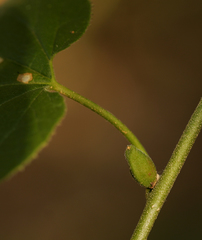 Pyrenacantha grandiflora