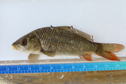 Amur Carp