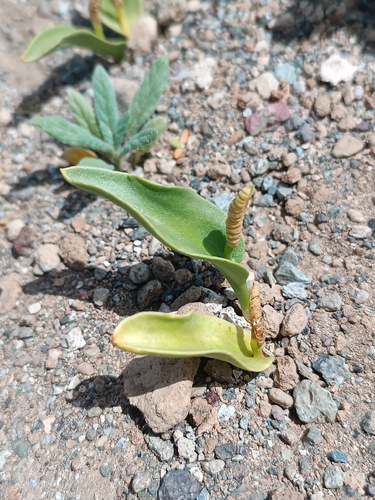 Ophioglossum polyphyllum observed 2026-05-07