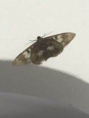 Lepidoptera