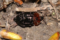 Oiceoptoma thoracicum