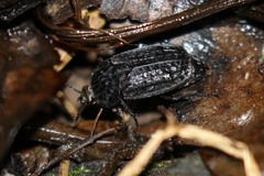 Thanatophilus rugosus