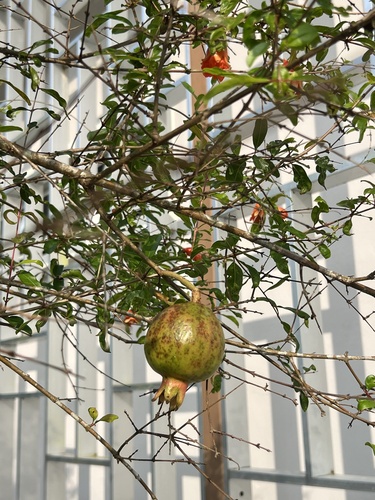 pomegranate