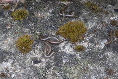 Ommatoiulus sabulosus aimatopodus